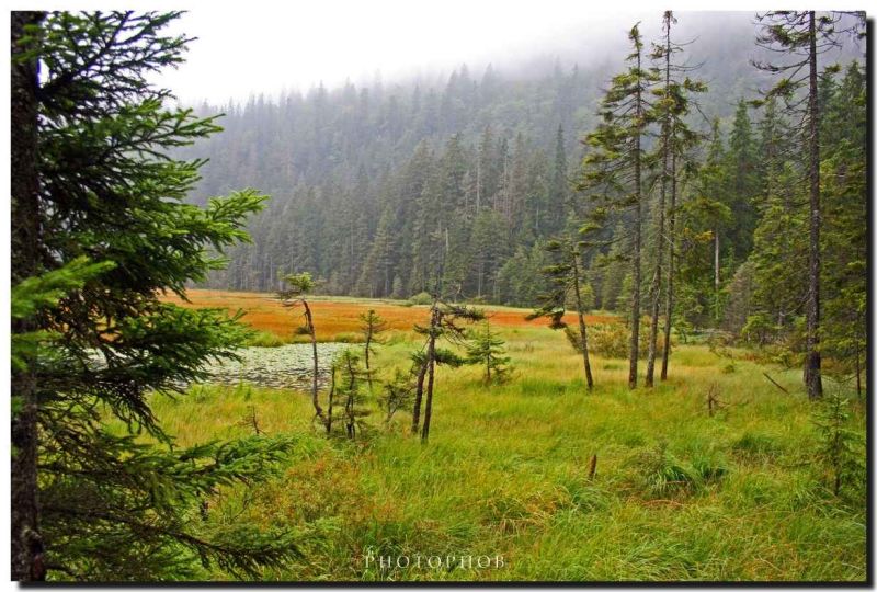 landschaft am groen arbersee.jpg